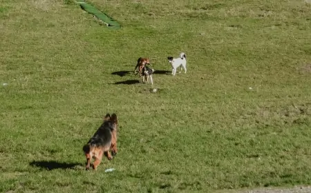 Associazione “Qua la Zampa”: una passione incondizionata per gli animali