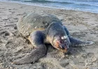 Triste ritrovamento presso il pontile di roseto: recuperata una tartaruga caretta caretta